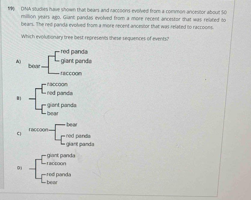 DNA studies have shown that bears and raccoons evolved from a common ancestor about 50
million years ago. Giant pandas evolved from a more recent ancestor that was related to
bears. The red panda evolved from a more recent ancestor that was related to raccoons.
Which evolutionary tree best represents these sequences of events?
A) -beginbmatrix redpanda -glantpanda -raccoonendbmatrix
beal
raccoon
red panda
B)
giant panda
bear
bear
raccoon
C)
red panda
giant panda
giant panda
raccoon
D)
red panda
bear