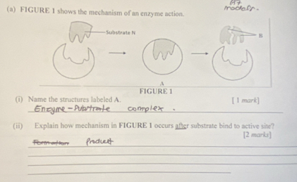 F1GURE 1 shows the mechanism of an enzyme action. 
FIGURE 1 
(i) Name the structures labeled A. [ 1 mark] 
_ 
(ii) Explain how mechanism in FIGURE 1 occurs after substrate bind to active site? 
[2 marks] 
_ 
_ 
_ 
_