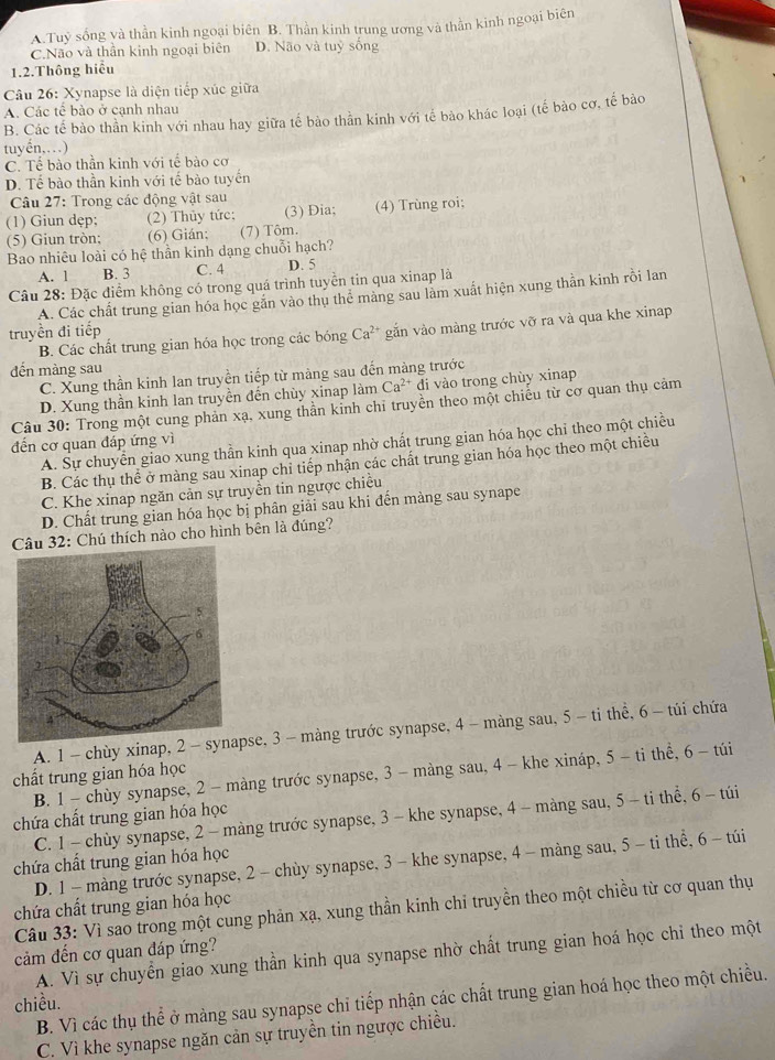 A.Tuỷ sống và thần kinh ngoại biên B. Thần kinh trung ương và thằn kinh ngoại biên
C.Não và thần kinh ngoại biên D. Não và tuỷ sống
1.2.Thông hiểu
Câu 26: Xynapse là diện tiếp xúc giữa
A. Các tế bào ở cạnh nhau
B. Các tế bào thần kinh với nhau hay giữa tế bào thằn kinh với tế bào khác loại (tế bào cơ, tế bảo
tuyến,…)
C. Tể bào thần kinh với tế bào cơ
D. Tế bào thần kinh với tế bào tuyến
Câu 27: Trong các động vật sau
(1) Giun dẹp; (2) Thủy tức: (3) Dia; (4) Trùng roi;
(5) Giun tròn; (6) Gián; (7) Tôm.
Bao nhiêu loài có hệ thần kinh dạng chuỗi hạch?
A. 1 B. 3 C. 4 D. 5
Câu 28: Đặc điểm không có trong quá trình tuyển tin qua xinap là
A. Các chất trung gian hóa học găn vào thu thê màng sau lam xuất hiện xung thằn kinh rồi lan
truyền đi tiếp Ca^(2+) gắn vào màng trước vỡ ra và qua khe xinap
B. Các chất trung gian hóa học trong các bóng
đến màng sau
C. Xung thần kinh lan truyền tiếp từ mảng sau đến màng trước
D. Xung thần kinh lan truyền đến chùy xinap làm Ca^(2+) di vào trong chùy xinap
Câu 30: Trong một cung phản xạ, xung thần kinh chỉ truyền theo một chiếu từ cơ quan thụ cảm
A. Sự chuyển giao xung thần kinh qua xinap nhờ chất trung gian hóa học chỉ theo một chiều
đến cơ quan đáp ứng vì
B. Các thụ thể ở màng sau xinap chỉ tiếp nhận các chất trung gian hóa học theo một chiều
C. Khe xinap ngăn cản sự truyền tin ngược chiều
D. Chất trung gian hóa học bị phân giải sau khi đến màng sau synape
Câu 32: Chú thích nào cho hình bên là đúng?
A. 1 - chùy xinap, 2 -se, 3 - màng trước synapse, 4 - màng sau, 5 - ti thể, 6 - túi chứa
chất trung gian hóa học
B. 1 - chùy synapse, 2 - màng trước synapse, 3 -màng sau, 4 - khe xináp, 5 - ti thể, 6 - túi
chứa chất trung gian hóa học
C. 1 - chùy synapse, 2 - màng trước synapse, 3 - khe synapse, 4 - màng sau, 5 - ti thể, 6 - túi
D. 1 - màng trước synapse, 2 - chùy synapse, 3 - khe synapse, 4 - màng sau, 5 - ti thể, 6 - túi
chứa chất trung gian hóa học
chứa chất trung gian hóa học
Câu 33: Vì sao trong một cung phản xạ, xung thần kinh chỉ truyền theo một chiều từ cơ quan thụ
cảm đến cơ quan đáp ứng?
A. Vì sự chuyển giao xung thần kinh qua synapse nhờ chất trung gian hoá học chỉ theo một
B. Vì các thụ thể ở màng sau synapse chỉ tiếp nhận các chất trung gian hoá học theo một chiều.
chiều.
C. Vì khe synapse ngăn cản sự truyền tin ngược chiều.