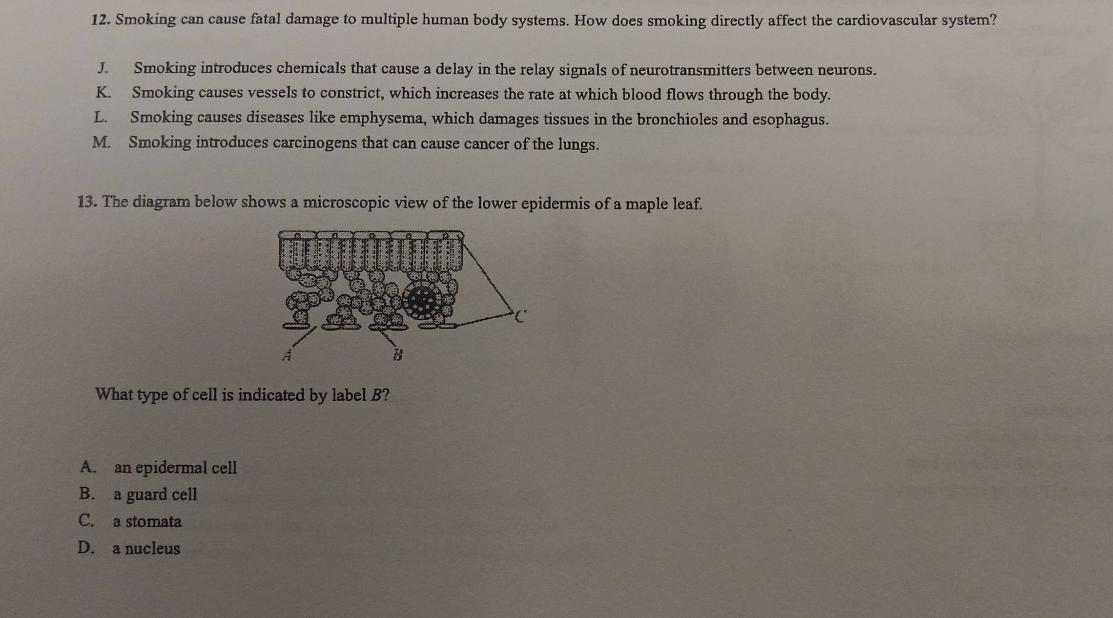 Smoking can cause fatal damage to multiple human body systems. How does smoking directly affect the cardiovascular system?
J. Smoking introduces chemicals that cause a delay in the relay signals of neurotransmitters between neurons.
K. Smoking causes vessels to constrict, which increases the rate at which blood flows through the body.
L. Smoking causes diseases like emphysema, which damages tissues in the bronchioles and esophagus.
M. Smoking introduces carcinogens that can cause cancer of the lungs.
13. The diagram below shows a microscopic view of the lower epidermis of a maple leaf.
What type of cell is indicated by label B?
A. an epidermal cell
B. a guard cell
C. a stomata
D. a nucleus