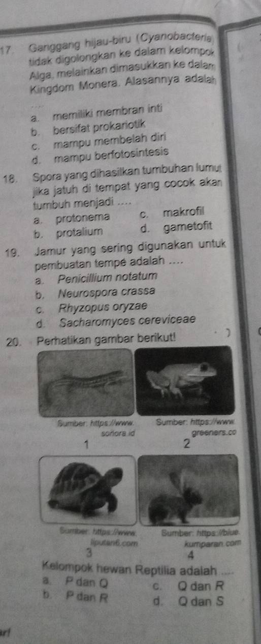 Ganggang hijau-biru (Cyanobactería)
tidak digolongkan ke dalam kelompok
Alga, melainkan dimasukkan ke dalan
Kingdom Monera, Alasannya adala
a. memiliki membran inti
b. bersifat prokariotik
c. mampu membelah diri
d. mampu berfotosintesis
18. Spora yang dihasilkan tumbuhan lumu
jika jatuh di tempat yang cocok aka 
tumbuh menjadi ....
a. protonema c. makrofil
b. protalium d. gametofit
19. Jamur yang sering digunakan untuk
pembuatan tempé adalah ....
a. Penicillium notatum
b. Neurospora crassa
c. Rhyzopus oryzae
d. Sacharomyces cereviceae
20. Perhatikan gambar berikut! )
Sumber: https://www. Sumber: https://www
soñora id greeners.co
1
2
Sumber: https://wwew. Sumber: https://blue.
liputan6.com kumparan.com
3
4
Kelompok hewan Reptilia adalah_
a. P dan Q c. Q dan R
b P dan R d Q dan S
ar!