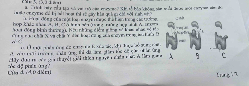 (3,0 điêm) 
a. Trình bày cấu tạo và vai trò của enzyme? Khi tế bào không sản xuất được một enzyme nào đó 
hoặc enzyme đó bị bất hoạt thì sẽ gây hậu quả gì đối với sinh vật? 
b. Hoạt động của một loại enzym được thể hiện trong các trường 
hợp khác nhau A, B, C ở hình bên (trong trường hợp hình A, enzym 
hoạt động bình thường). Nêu những điểm giống và khác nhau về tác 
động của chất X và chất Y đến hoạt động của enzym trong hai hình B 
và C. 
c. Ở một phản ứng do enzyme E xúc tác, khi được bổ sung chất 
A vào môi trường phản ứng thì đã làm giảm tốc độ của phản ứng 
Hãy đưa ra các giả thuyết giải thích nguyên nhân chất A làm giả 
tốc độ phản ứng? 
Câu 4. (4,0 điểm) 
Trang 1/2