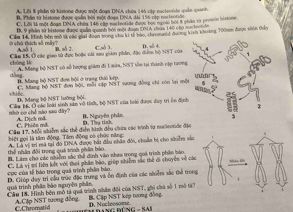 A. Lõi 8 phân tử histone được một đoạn DNA chứa 146 cặp nucleotide quấn quanh.
B. Phân tử histone được quần bởi một đoạn DNA dài 156 cặp nucleotide.
C. Lõi là một đoạn DNA chứa 146 cặp nucleotide được bọc ngoài bởi 8 phân từ protein histone.
D. 9 phân từ histone được quấn quanh bởi một đoạn DNA chứa 140 cặp nucleotide.
Câu 14. Hình bên mô tả các giai đoạn trong chu ki tế bảo, chromatid đường kính khoảng 700nm được nhìn thấy
ở chú thích số mấy?
A.số 1. B. số 2. C.số 3. D. số 4.
Câu 15. Ở các giao từ đực hoặc cái sau giảm phân, đặc điểm bộ NST của 
chúng là:
A. Mang bộ NST có số lượng giảm đi 1 nửa, NST tồn tại thành cặp tương
đồng.
B. Mang bộ NST đơn bội ở trạng thái kép.
C. Mang bộ NST đơn bội, mỗi cặp NST tương đồng chỉ còn lại mộ
chiếc.
D. Mang bộ NST lưỡng bội.
Câu 16. Ở các loài sinh sản vô tính, bộ NST của loài được duy trì ổn định
nhờ cơ chế nào sau đây?
A. Dịch mã. B. Nguyên phân.
C. Phiên mã. D. Thụ tinh.
Câu 17. Mỗi nhiễm sắc thể điễn hình đều chứa các trình tự nucleotide đặc
biệt gọi là tâm động. Tâm động có chức năng:
3
A. Là vị trí mà tại đó DNA được bắt đầu nhẫn đôi, chuẩn bị cho nhiễm sắc 1
thể nhân đôi trong quá trình phân bào.
B. Làm cho các nhiễm sắc thể dính vào nhau trong quá trình phân bảo.
C. Là vị trí liên kết với thoi phân bào, giúp nhiễm sắc thể di chuyển về các
Nhân đôi
cực của tế bào trong quá trình phân bào.
D. Giúp duy trì cấu trúc đặc trưng và ổn định của các nhiễm sắc thể trong
2
quá trình phân bào nguyên phân.
Câu 18. Hình bên mô tả quá trình nhân đôi của NST, ghi chú số 1 mô tả?
4 5
A.Cặp NST tương đồng. B. Cặp NST kép tương đồng.
C.Chromatid D. Nucleosome.
ĐAng đÚNG - SAI