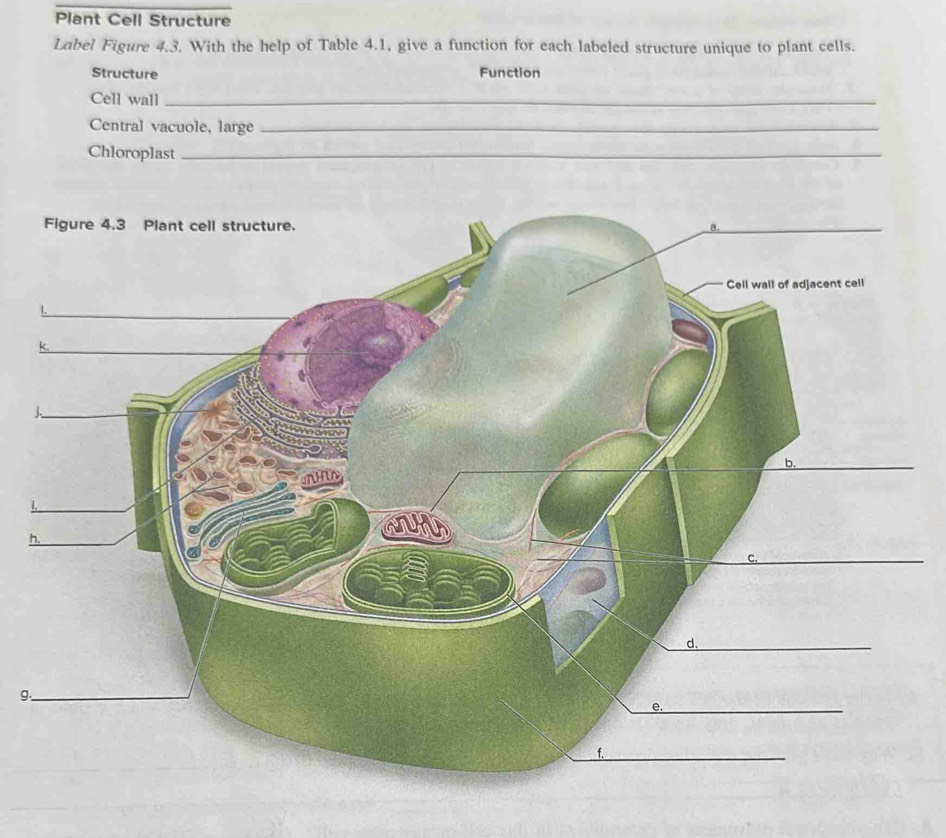 Solved: Plant Cell Structure Label Figure 4.3. With the help of Table 4 ...
