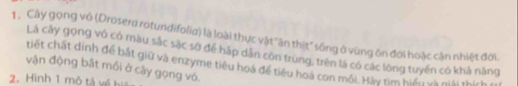 Cây gọng vô (Drosero rotundifolia) là loài thực vật 'ăn thịt" sống ở vùng ôn đới hoặc cận nhiệt đới, 
Lá cây gọng vó có màu sắc sặc sở để háp dẫn côn trùng, trên là có các lông tuyến có khả năng 
tiết chất dinh để bắt giữ và enzyme tiêu hoá để tiêu hoá con mối. Háy tìm hiển và giải thích 
vận động bắt mối ở cây gọng vỏ. 
2. Hình 1 mô tả về hiệ