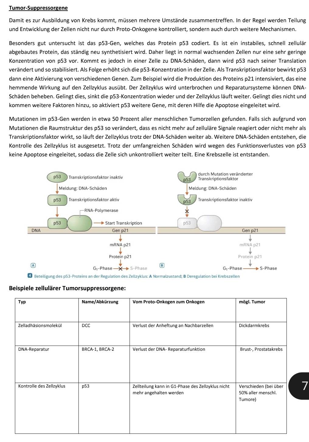 Tumor-Suppressorgene
Damit es zur Ausbildung von Krebs kommt, müssen mehrere Umstände zusammentreffen. In der Regel werden Teilung
und Entwicklung der Zellen nicht nur durch Proto-Onkogene kontrolliert, sondern auch durch weitere Mechanismen.
Besonders gut untersucht ist das p53-Gen, welches das Protein p53 codiert. Es ist ein instabiles, schnell zellulär
abgebautes Protein, das ständig neu synthetisiert wird. Daher liegt in normal wachsenden Zellen nur eine sehr geringe
Konzentration von p53 vor. Kommt es jedoch in einer Zelle zu DNA-Schäden, dann wird p53 nach seiner Translation
verändert und so stabilisiert. Als Folge erhöht sich die p53-Konzentration in der Zelle. Als Transkriptionsfaktor bewirkt p53
dann eine Aktivierung von verschiedenen Genen. Zum Beispiel wird die Produktion des Proteins p21 intensiviert, das eine
hemmende Wirkung auf den Zellzyklus ausübt. Der Zellzyklus wird unterbrochen und Reparatursysteme können DNA-
Schäden beheben. Gelingt dies, sinkt die p53-Konzentration wieder und der Zellzyklus läuft weiter. Gelingt dies nicht und
kommen weitere Faktoren hinzu, so aktiviert p53 weitere Gene, mit deren Hilfe die Apoptose eingeleitet wird.
Mutationen im p53-Gen werden in etwa 50 Prozent aller menschlichen Tumorzellen gefunden. Falls sich aufgrund von
Mutationen die Raumstruktur des p53 so verändert, dass es nicht mehr auf zelluläre Signale reagiert oder nicht mehr als
Transkriptionsfaktor wirkt, so läuft der Zellzyklus trotz der DNA-Schäden weiter ab. Weitere DNA-Schäden entstehen, die
Kontrolle des Zellzyklus ist ausgesetzt. Trotz der umfangreichen Schäden wird wegen des Funktionsverlustes von p53
keine Apoptose eingeleitet, sodass die Zelle sich unkontrolliert weiter teilt. Eine Krebszelle ist entstanden.
durch Mutation veränderter
p53 ) Transkriptionsfaktor inaktiv Transkriptionsfaktor
p53
Meldung: DNA-Schäden Meldung: DNA-Schäden
p53 Transkriptionsfaktor aktiv Transkriptionsfaktor inaktiv
RNA-Polymerase
p53 Start Transkription p53
DNA Gen p21 Gen p21
mRNA p21 mRNA p21
Protein p21 Protein p21
A
B
G1-Phase S-Phase G₁-Phase S-Phase
4 Beteiligung des p53-Proteins an der Regulation des Zellzyklus: A Normalzustand; B Deregulation bei Krebszellen
llul
7