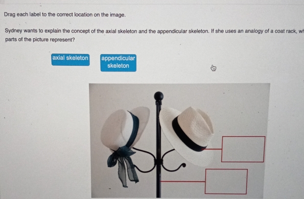 Drag each label to the correct location on the image.
Sydney wants to explain the concept of the axial skeleton and the appendicular skeleton. If she uses an analogy of a coat rack, wh
parts of the picture represent?
axial skeleton appendicular
skeleton