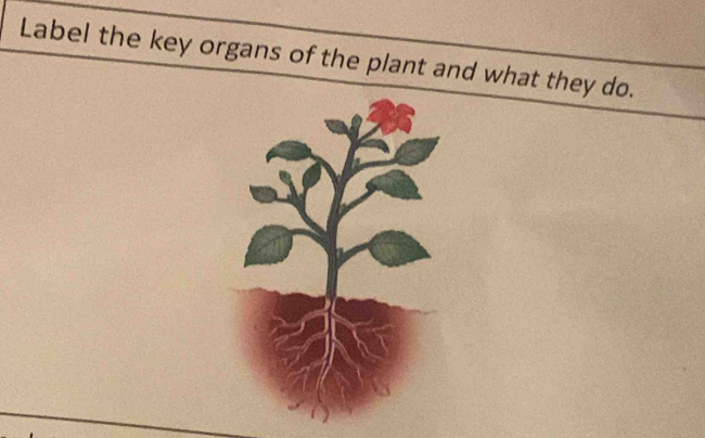 Label the key organs of the plant and what they do.