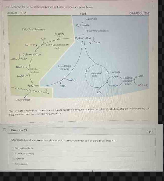 The parhways for fatty ackd metabollm and celular respiration are shown helow.
You have hart a really buwy day erccampus, expending lot oof energy, and you have rorgotion to est all may. Use shis inforation and the
diagnim above to answer the following questions.
_
_
_
_
_
_
_
_
_
_
_
_
Question 33 1 pts
After expending all your immediate glicose, which pathwways will your cells be using to genenite ATP?
fasor acia myrithe sir
_
d condabun us tnvn
Gierohyss
_
o