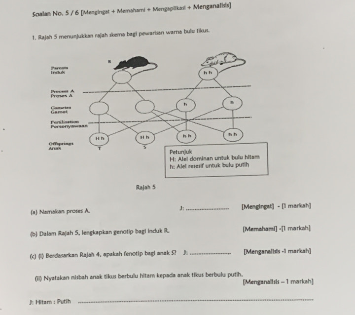 Soalan No. 5 / 6 [Mengingat + Memahami + Mengaplikasi + Menganalisis] 
1. Rajah 5 menunJukkan rajah skema bagi pewarisan warna bulu tikus. 
(a) Namakan proses A. J:_ [Mengingat] - [1 markah] 
(b) Dalam Rajah 5, lengkapkan genotip bagi induk R. [Memahami] -[1 markah] 
(c) (1) Berdasarkan Rajah 4, apakah fenotip bagi anak S? J: _[Menganalisis -1 markah] 
(ii) Nyatakan nisbah anak tikus berbulu hitam kepada anak tikus berbulu putih. 
[Menganalisis - 1 markah] 
J: Hitam : Putih 
_