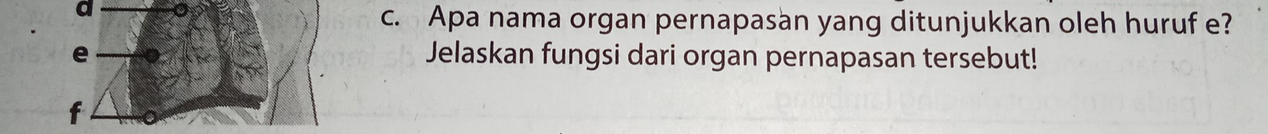 a 
c. Apa nama organ pernapasan yang ditunjukkan oleh huruf e? 
e Jelaskan fungsi dari organ pernapasan tersebut!
f