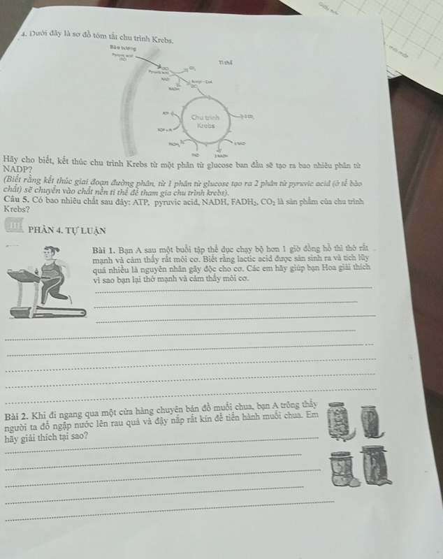 Dưới đây là sơ đồ tóm tắt chu trì 
m ô mà 
Hãy cho biết, kết thúc chu trình Krebs từ một phân tử glucose ban đầu sẽ tạo ra bao nhiêu phân từ 
NADP? 
(Biết rằng kết thúc giai đoạn đường phân, từ 1 phân tử glucose tạo ra 2 phân tử pyruvic acid (ở tế bào 
chất) sẽ chuyển vào chất nền ti thể đề tham gia chu trình krebs). 
Câu 5. Có bao nhiêu chất sau đây: ATP, pyruvic acid, NADH, FADH; CO_2
Krebs? là sản phẩm của chu trình 
m phần 4. tự luận 
ài 1. Bạn A sau một buổi tập thể dục chạy bộ hơn 1 giờ đồng hồ thì thờ rắt 
ạnh và cảm thấy rắt mỏi cơ. Biết rằng lactic acid được sản sinh ra và tích lũy 
uá nhiều là nguyên nhân gây độc cho cơ. Các em hãy giúp bạn Hoa giải thích 
_ 
vì sao bạn lại thở mạnh và cảm thầy môi cơ. 
_ 
_ 
_ 
_ 
_ 
_ 
_ 
Bài 2. Khi đi ngang qua một cửa hàng chuyên bán đồ muối chua, bạn A trông thầy 
người ta đồ ngập nước lên rau quả và đậy nắp rắt kín đề tiển hành muối chua. Em 
hãy giải thích tại sao? 
_ 
_ 
_ 
_