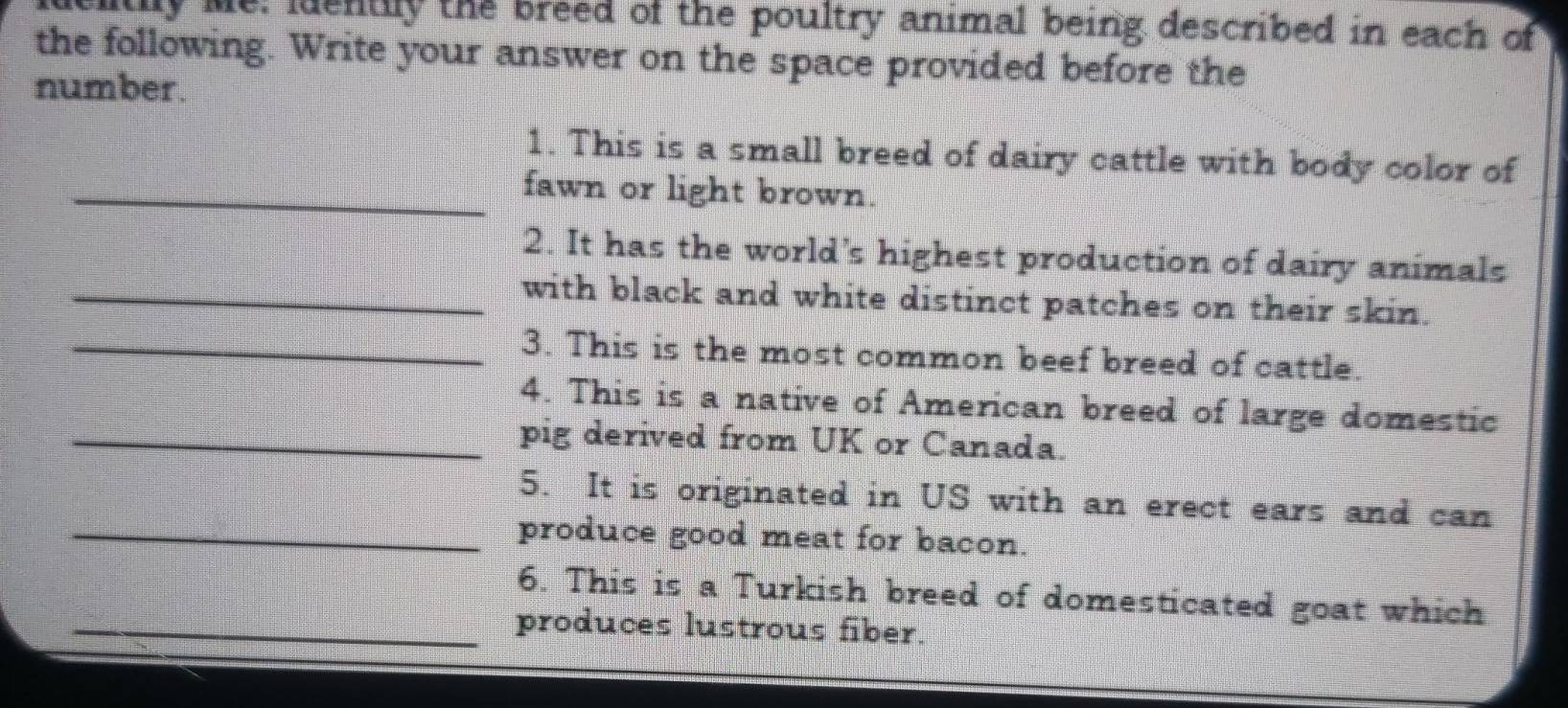 mitily Me: lentily the breed of the poultry animal being described in each of 
the following. Write your answer on the space provided before the 
number. 
1. This is a small breed of dairy cattle with body color of 
_fawn or light brown. 
2. It has the world’s highest production of dairy animals 
_with black and white distinct patches on their skin. 
_3. This is the most common beef breed of cattle. 
4. This is a native of American breed of large domestic 
_pig derived from UK or Canada. 
5. It is originated in US with an erect ears and can 
_produce good meat for bacon. 
6. This is a Turkish breed of domesticated goat which 
_produces lustrous fiber.