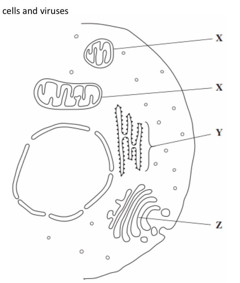 cells and viruses