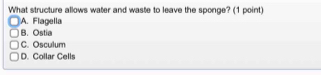 What structure allows water and waste to leave the sponge? (1 point)
A. Flagella
B. Ostia
C. Osculum
D. Collar Cells
