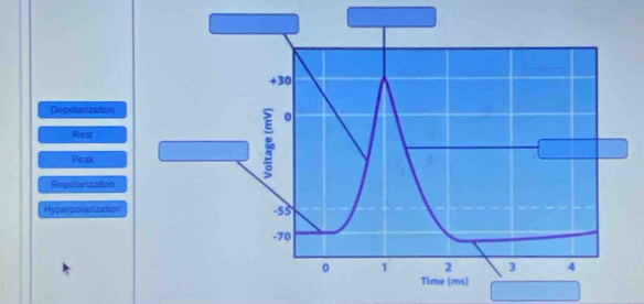 +30
Depolarization
0
Rest
Peak
Repolarization
Hyperpolarization -55
-70
0 1 2 3 4
Time (ms)