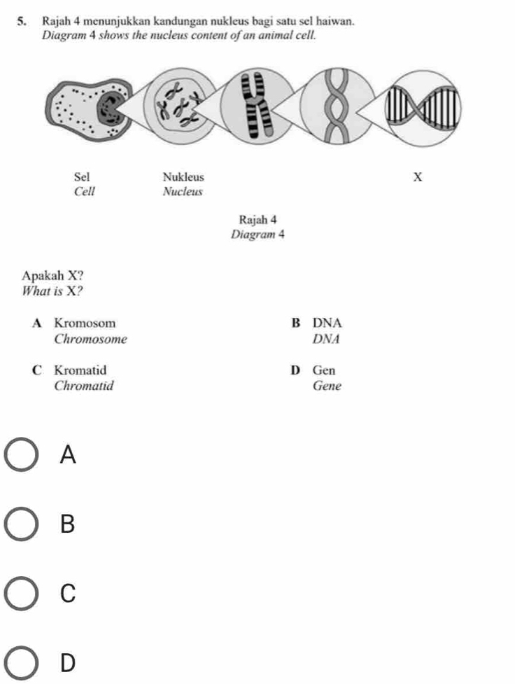 Rajah 4 menunjukkan kandungan nukleus bagi satu sel haiwan.
Diagram 4 shows the nucleus content of an animal cell.
Apakah X?
What is X?
A Kromosom B DNA
Chromosome DNA
C Kromatid D Gen
Chromatid Gene
A
B
C
D