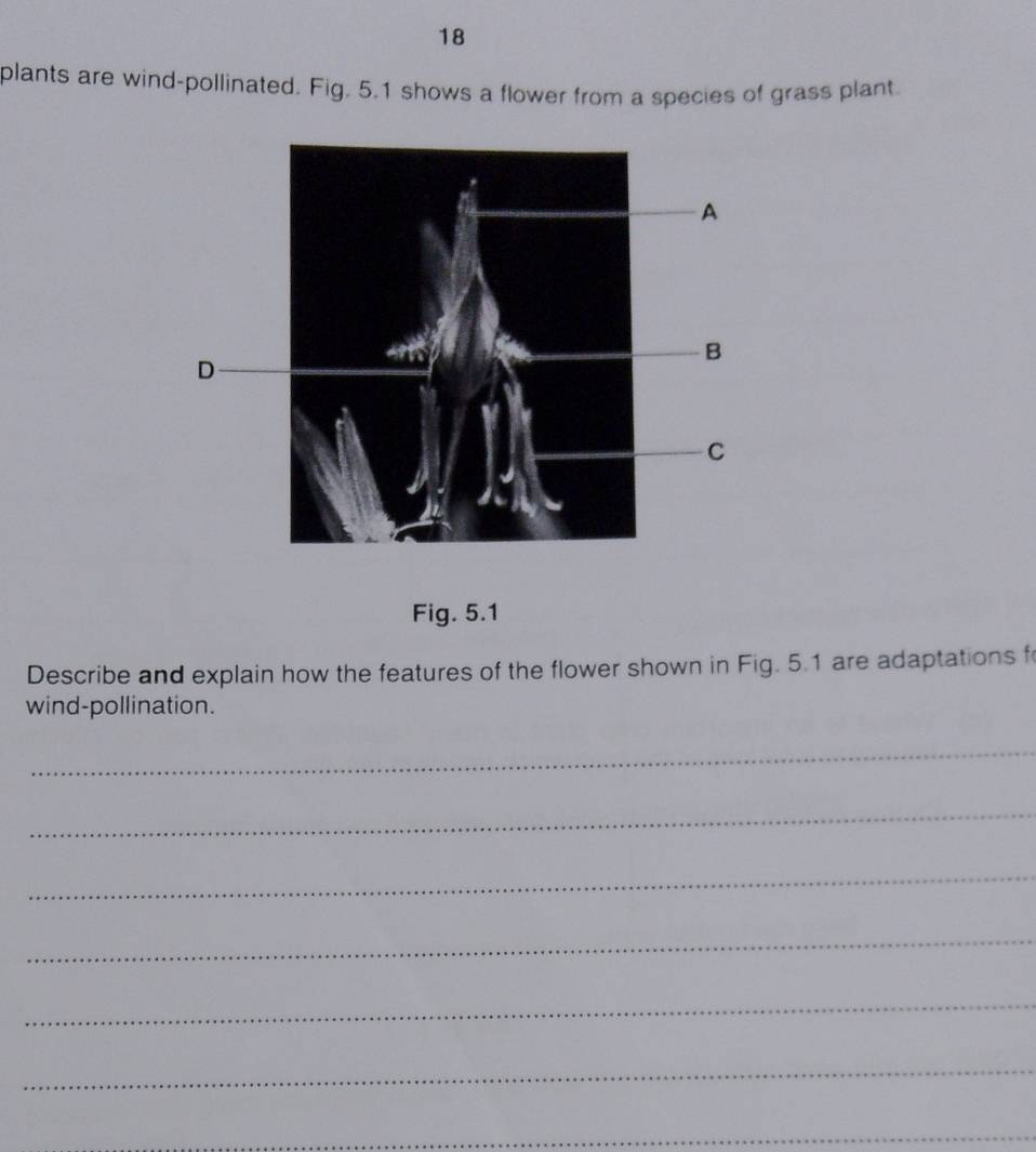 plants are wind-pollinated. Fig. 5.1 shows a flower from a species of grass plant. 
Fig. 5.1 
Describe and explain how the features of the flower shown in Fig. 5.1 are adaptations f 
wind-pollination. 
_ 
_ 
_ 
_ 
_ 
_ 
_