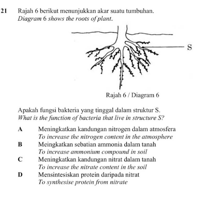 Rajah 6 berikut menunjukkan akar suatu tumbuhan.
Diagram 6 shows the roots of plant.
Apakah fungsi bakteria yang tinggal dalam struktur S.
What is the function of bacteria that live in structure S?
A Meningkatkan kandungan nitrogen dalam atmosfera
To increase the nitrogen content in the atmosphere
B Meingkatkan sebatian ammonia dalam tanah
To increase ammonium compound in soil
C Meningkatkan kandungan nitrat dalam tanah
To increase the nitrate content in the soil
D Mensintesiskan protein daripada nitrat
To synthesise protein from nitrate