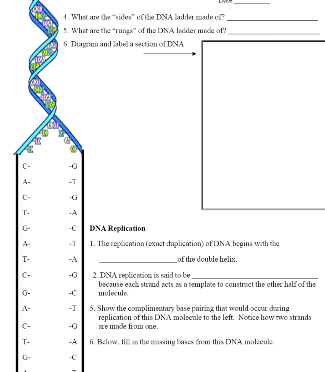 Date_
4. What are the “sides” of the DNA ladder made of?_
5. What are the “rungs” of the DNA ladder made of?_
6. Diagram and label a section of DNA
R
C-
-G
A-
-T
C-
-G
T-
-A
-C
G- DNA Replication
-T
A- 1. The replication (exact duplication) of DNA begins with the
-A
T- _of the double helix.
-G
C- 2. DNA replication is said to be_
because each strand acts as a template to construct the other half of the
-C
G- molecule.
-T
A- 5. Show the complimentary base pairing that would occur during
replication of this DNA molecule to the left. Notice how two strands
-G
C- are made from one.
-A
T- 6. Below, fill in the missing bases from this DNA molecule.
G-
-C