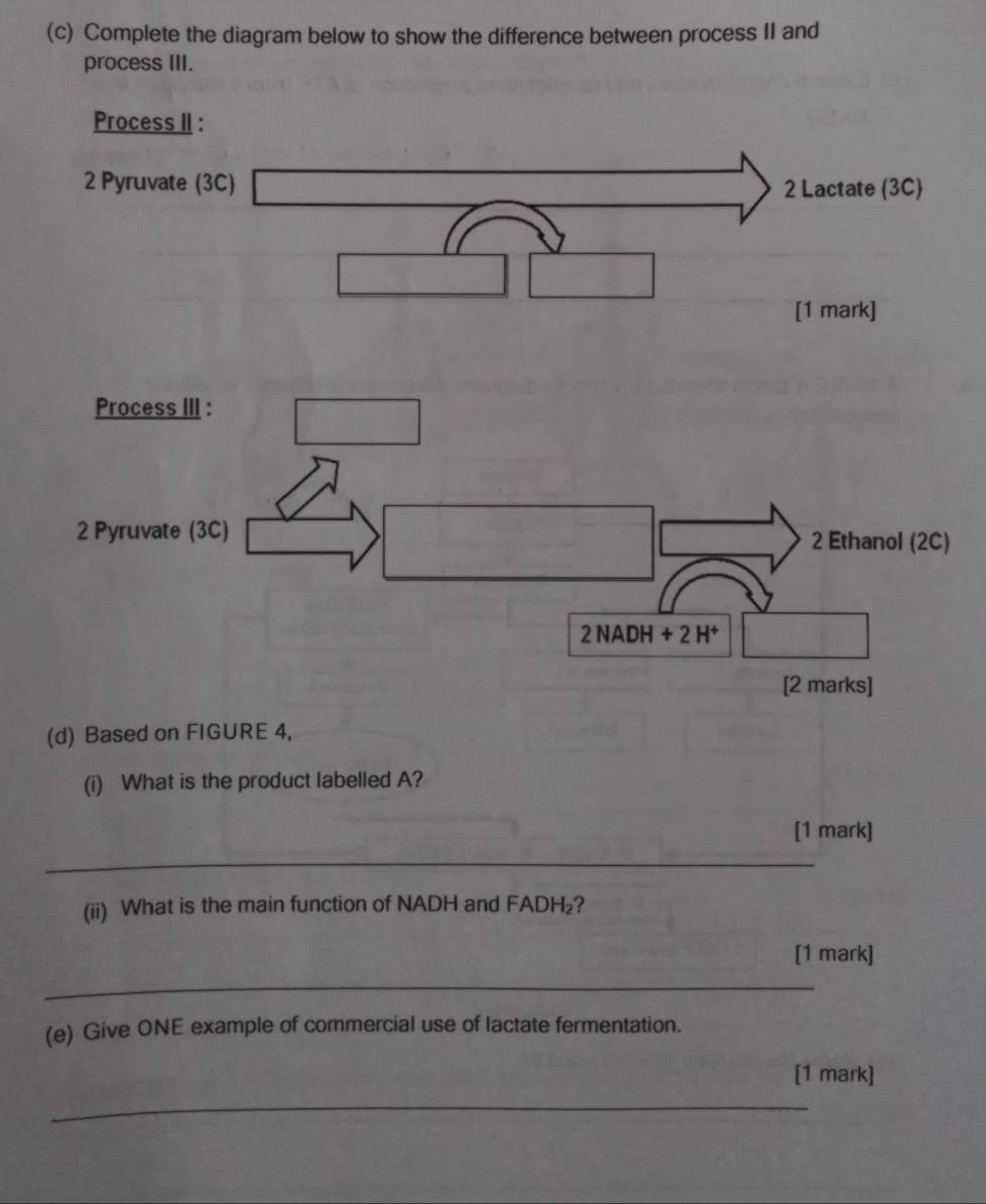 Complete the diagram below to show the difference between process II and
process III.
Process II :
2 Pyruvate (3C) _ * _ =_  2 Lactate (3C)
_ 10.
□ 
□ □
[1 mark]
(d) Based on FIGURE 4,
(i) What is the product labelled A?
[1 mark]
_
(ii) What is the main function of NADH and FADH₂?
[1 mark]
_
(e) Give ONE example of commercial use of lactate fermentation.
[1 mark]
_