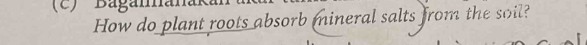 Bagamána 
How do plant roots absorb mineral salts from the soil?