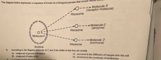 The diagram below represents a sequence of events in a biological process that occurs witha 
7) According to the diagram, molecules B, C, and D are similar in that they are usually
A) composed of genetic information C) involved in the diffusion of oxygen into the cell
B) composed of amino acids D) involved in the synthesis of antibiotics