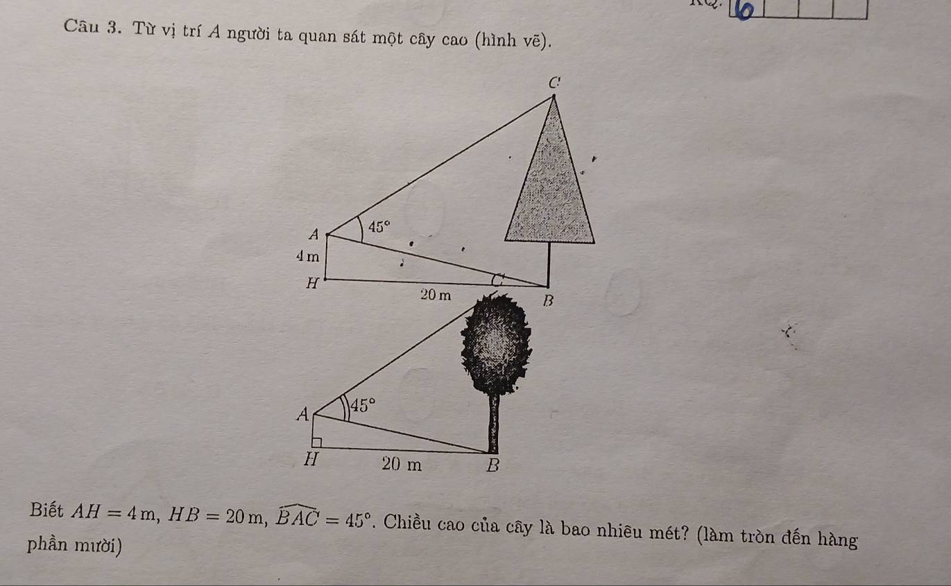 Từ vị trí A người ta quan sát một cây cao (hình vẽ).
Biết AH=4m,HB=20m,widehat BAC=45°. Chiều cao của cây là bao nhiêu mét? (làm tròn đến hàng
phần mười)