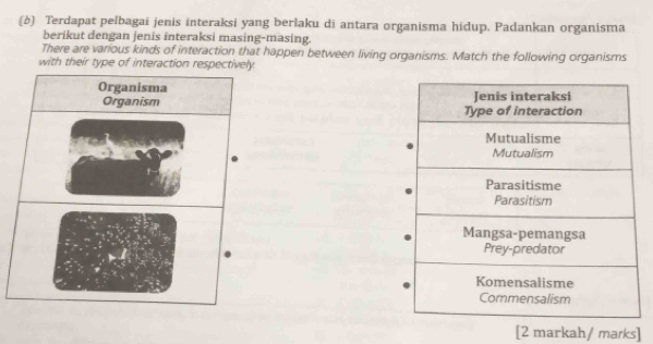 Terdapat pelbagai jenis interaksi yang berlaku di antara organisma hidup. Padankan organisma 
berikut dengan jenis interaksi masing-masing. 
There are various kinds of interaction that happen between living organisms. Match the following organisms 
with their type of interaction r 


[2 markah/ marks]