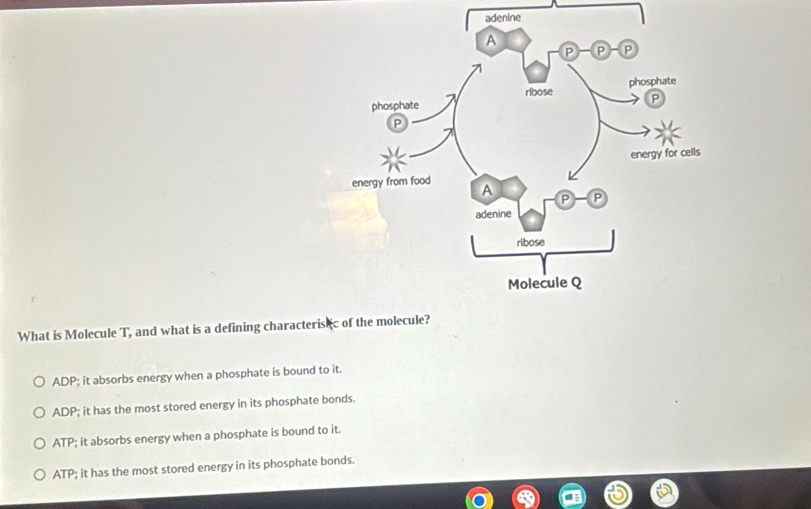 adenine
What is Molecule T, and what is a defining characterisec of the molecule?
ADP; it absorbs energy when a phosphate is bound to it.
ADP; it has the most stored energy in its phosphate bonds.
ATP; it absorbs energy when a phosphate is bound to it.
ATP; it has the most stored energy in its phosphate bonds.