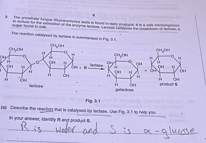 8
3 The unicellular fungus Kluyveromyces factis is found in dairy products. It is a safe microorganism
to culture for the extraction of the enzyme lactase. Lactase catalyses the breakdown of lactose, a
sugar found in milk.
The reaction catalysed by lactase is summarised in Fig. 3.1.
CH_2OH
CH_2OH
H H
OH
H
CH_2OH
H
OH H
OH H OH+ R lactase OH OH
H
H
QH H 
H OH H H
H OH H OH
lactose
galactose
Fig. 3.1
(a) Describe the reaction that is catalysed by lactase. Use Fig. 3.1 to help you.
In your answer, identify R and product S.
_
_