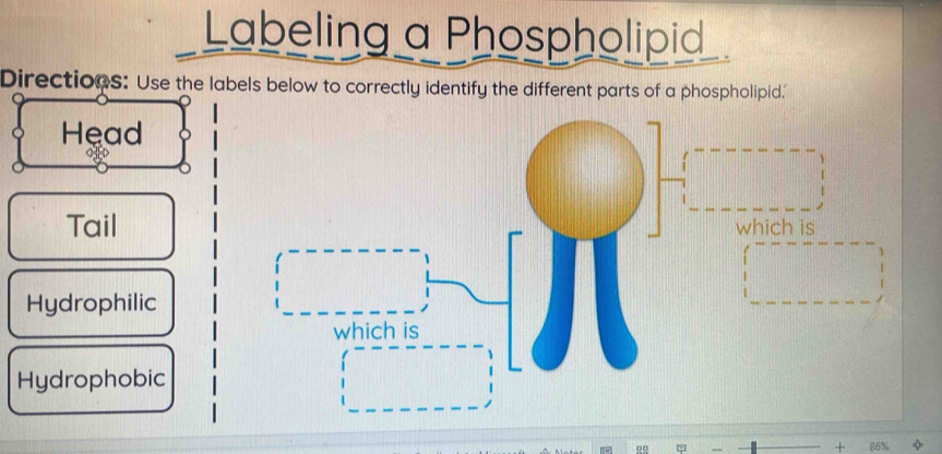 Labeling a Phospholipid 
Directions: Use the labels below to correctly identify the different parts of a phospholipid.' 
Head 
Tail which is 
Hydrophilic 
which is 
Hydrophobic
+ 86%