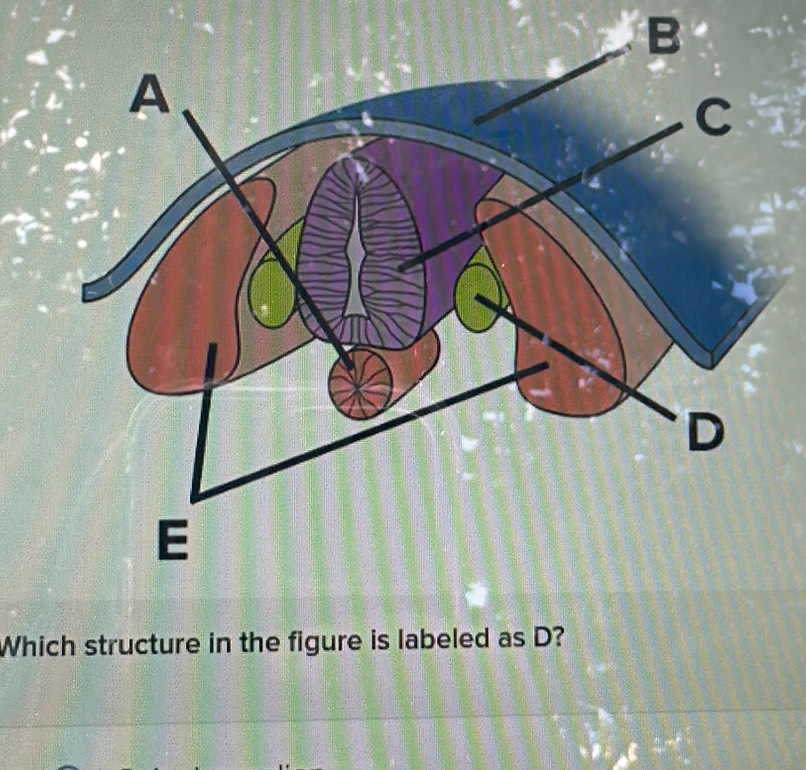 Solved: B Which structure in the figure is labeled as D? [Math]