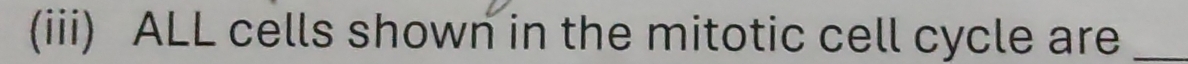 (iii) ALL cells shown in the mitotic cell cycle are_