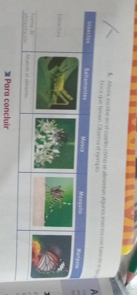 Ahora, escribe en el cuadro cómo se alimentan algunos insectos con base en el tiA 
boca que tienen. Observa el ej 
Co 
as 
for 
Para concluir