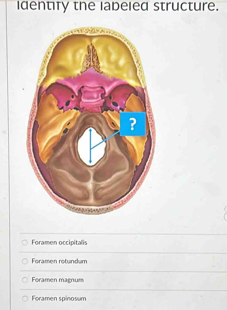 identify the labeled structure.
Foramen occipitalis
Foramen rotundum
Foramen magnum
Foramen spinosum