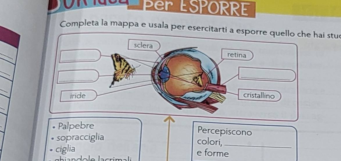 Per ESPORRE 
Completa la mappa e usala per esercitarti a hai stue 
Palpebre 
Percepiscono 
sopracciglia 
colori,_ 
ciglia e forme