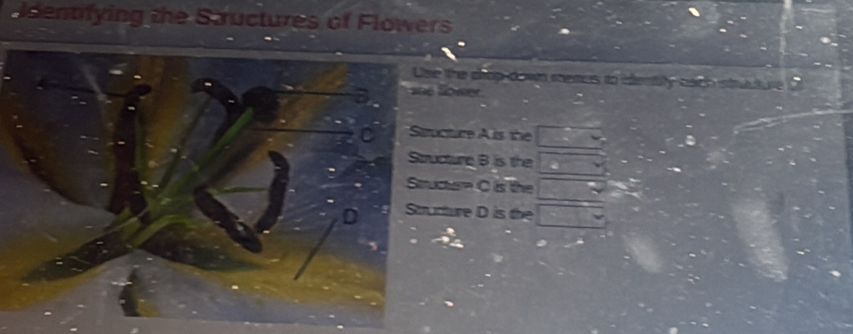 Identifying the Sauctures of Flowers
the crap down memus to identity bach struuture O
lower.
ture A is the
ture B is the
tur C is the
ture D is the