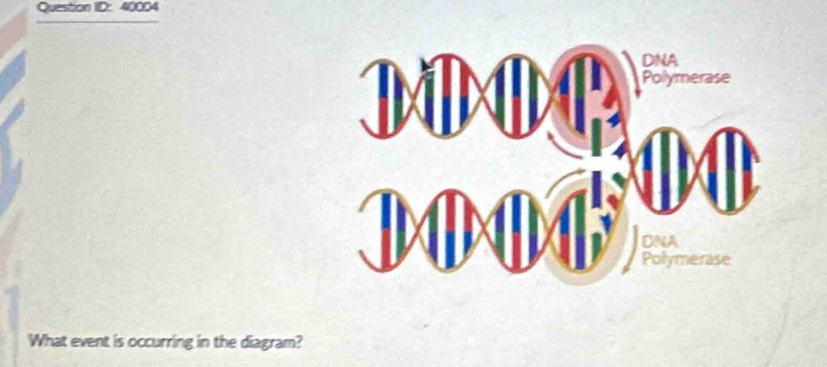 Question ID: 40004
DNA
Polymerase
DNA
Polymerase
What event is occurring in the diagram?