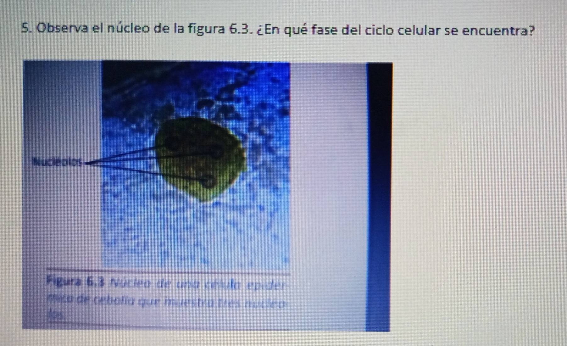 Observa el núcleo de la figura 6.3. ¿En qué fase del ciclo celular se encuentra? 
Aluciéolos 
Figura 6, 3 Núcleo de una célulo epidér- 
mica de cebolía que muestra tres nucleo 
los