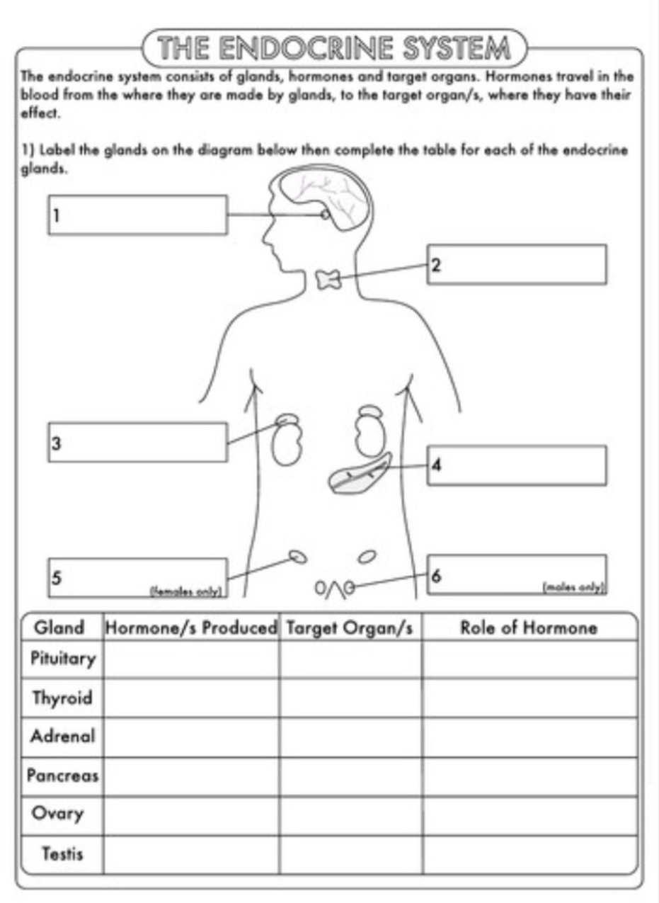 THE ENDOCRINE SYSTEM 
The endocrine system consists of glands, hormones and target organs. Hormones travel in the 
blood from the where they are made by glands, to the target organ/s, where they have their 
effect. 
1) Label the glands on the diagram bellow then complete the table for each of the endocrine 
g