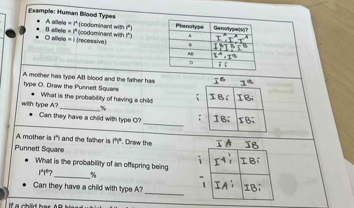 Example: Human Blood Types 
A allele =I^A (codominant with l^8)
B allele =1^8 (codominant with l^A)
O allele =| (recessive) 
A mother has type AB blood and the father has 
type O. Draw the Punnett Square 
What is the probability of having a child 
with type A? _ %
_ 
Can they have a child with type O? 
A mother is I^(i and the father is 1^8)1^8. Draw the 
Punnett Square 
What is the probability of an offspring being
l^Al^B _ %
_ 
Can they have a child with type A? 
If a child has