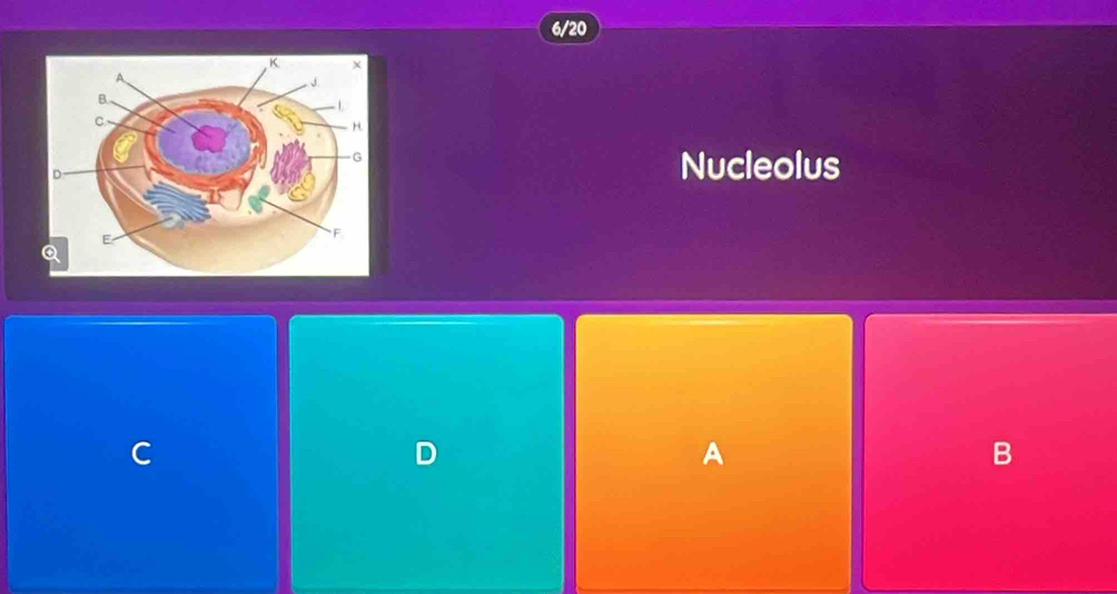 6/20 
Nucleolus 
C 
D 
A 
B