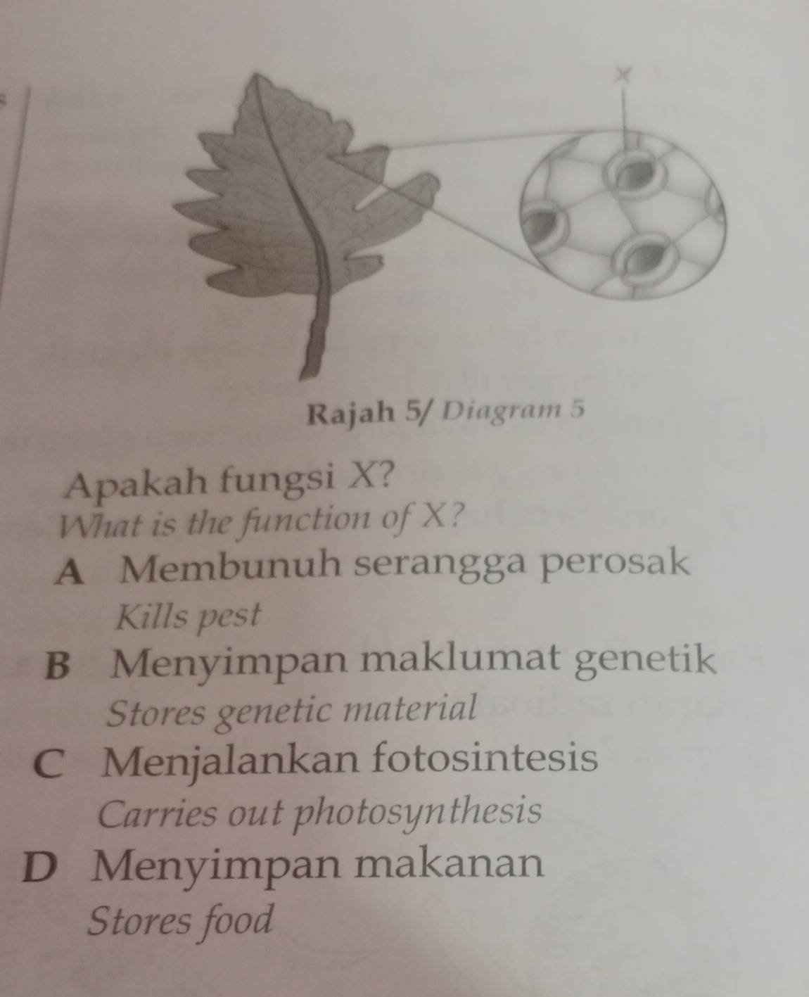 Rajah 5/ Diagram 5
Apakah fungsi X?
What is the function of X?
A Membunuh serangga perosak
Kills pest
B Menyimpan maklumat genetik
Stores genetic material
C Menjalankan fotosintesis
Carries out photosynthesis
D Menyimpan makanan
Stores food