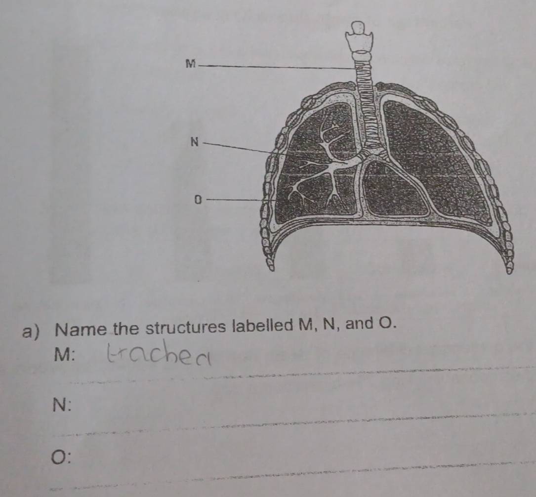 Name the structures labelled M, N, and O.
M :
N :
O :