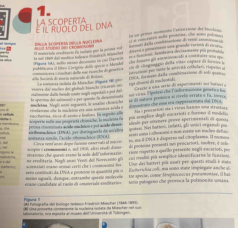 DA!
1.
LA SCOPERTA
E IL RUOLO DEL DNA
In un primo momento l’attenzione dei biochimi-
el tempo DALLA SCOPERTA DELLA NUCLEINA ci si concentrò sulle proteine, che sono polimeri
iva ALLO STUDIO DEI CROMOSOMI formati dalla combinazione di venti amminoacidi
ta nel 1869 dal medico tedesco Friedrich Miescher diversi e presentano una grande varietà di struttu-
perta
Il materiale ereditario fu isolato per la prima vol-
leina
(Figura 1A), nello stesso decennio in cui Darwin re e funzioni. Sembrava decisamente più probabile
ia elica
pubblicava il libro L’origine delle specie e Mendel che fossero gli amminoacidi a costituire una spe
comunicava i risultati delle sue ricerche di genetica cie di «linguaggio della vita» capace di fornire le
istruzioni per tutte le attività cellulari, rispetto al
alla Società di storia naturale di Brünn. DNA, formato dalla combinazione di soli quattro
La sostanza isolata da Miescher (Figura 1B) pro-
veniva dal nucleo dei globuli bianchi (ricavati ini- tipi diversi di nucleotidi.
zialmente dalle bende usate negli ospedali e poi dal- Grazie a una serie di esperimenti sui batteri e
lo sperma dei salmoni) e per questo fu denominata sui virus, l’ipotesi che l’informazione genetica fos-
DI? nucleina. Negli anni seguenti, le analisi chimiche se di natura proteica si rivelò errata e fu, invece,
ura di rivelarono che la nucleina era una sostanza acida e dimostrato che essa era rappresentata dal DNA.
tiche è zuccherina, ricca di azoto e fosforo. In seguito alle Sia i procarioti sia i virus hanno una struttura
le cellule
a membrana scoperte sulle sue proprietà chimiche, la nucleina fu più semplice degli eucarioti e furono il modello
a, che prima rinominata acido nucleico e poí acido desos- ideale per ottenere prove sperimentali di questa
cellula siribonucleico (DNA), per distinguerla da un’altra ipotesi. Nei batteri, infatti, gli unici organuli pre-
nte sostanza simile, l’acido ribonucleico (RNA). senti sono i ribosomi e non esiste un nucleo defini-
, dal
Circa vent’anni dopo furono osservati al micro- to, ma il DNA è disperso nel citoplasma. Il numero
, nei scopio i cromosomi e, nel 1910, altri studi dimo- di proteine presenti nei procarioti, inoltre, è infe-
ngono le
etaboliche, strarono che questi erano la sede dell’informazio- riore rispetto a quello presente negli eucarioti, per
í e dal ne ereditaria. Negli anni Venti del Novecento gli cui risultò più semplice identificarne le funzioni.
batterico, scienziati erano ormai certi che i cromosomi fos- Uno dei batteri più usati per questi studi è stato
a sero costituiti da DNA e proteine in quantità più o Escherichia coli, ma sono state impiegate anche al-
oni meno uguali, dunque, entrambe queste molecole tre specie, come Streptococcus pneumoniae, il bat-
erano candidate al ruolo di «materiale ereditario». terio patogeno che provoca la polmonite umana.
Figura 1
(A) Fotografia del biologo tedesco Friedrich Miescher (1844-1895).
(B) Una provetta contenente la nucleina isolata da Miescher nel suo
laboratorio, ora esposta al museo dell’Università di Tübingen.
A
B