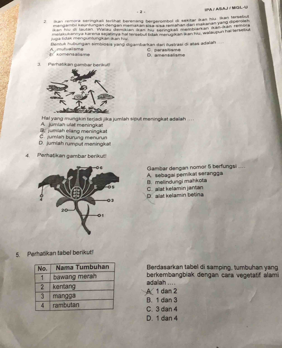 IPA / ASAJ / MGL-U
2. Ikan remora seringkali terlihat berenang bergerombol di sekitar ikan hiu. Ikan tersebut
mengambil keuntungan dengan memakan sisa-sisa remahan dari makanan yang diperoleh
ikan hiu di lautan. Walau demikian ikan hiu seringkali membiarkan ikan-ikan remora
melakukannya karena sejatinya hal tersebut tidak merügikan ikan hiu, walaupun hal tersebut
juga tidak menguntungkan ikan hiu.
Bentuk hubungan simbiosis yang digambarkan dari ilustrasi di atas adalah ....
A mutualisme C. parasitisme
B komensalisme D. amensalisme
3. Perhatikan gambar berikut!
Hal yang mungkin terjadi jika jumlah siput meningkat adalah ....
A. jumlah ulat meningkat
B. jumlah elang meningkat
C. jumlah burung menurun
D. jumlah rumput meningkat
4. Perhatikan gambar berikut!
Gambar dengan nomor 5 berfungsi ....
A sebagai pemikat serangga
B. melindungi mahkota
C. alat kelamin jantan
D. alat kelamin betina
5. Perhatikan tabel berikut!
Berdasarkan tabel di samping, tumbuhan yang
berkembangbiak dengan cara vegetatif alami
adalah ... .
A 1 dan 2
B. 1 dan 3
C. 3 dan 4
D. 1 dan 4