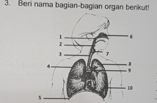 Beri nama bagian-bagian organ berikut!