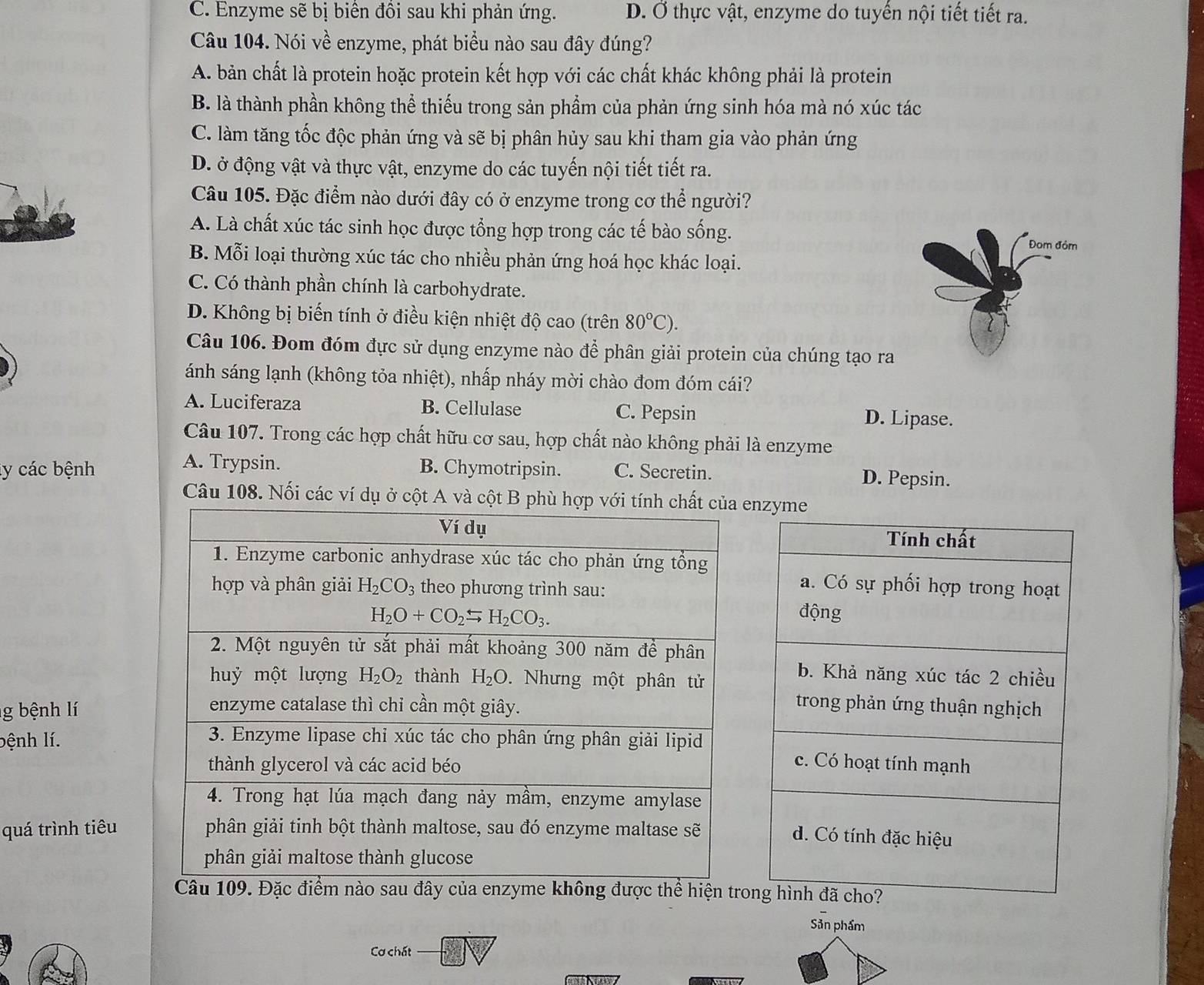 C. Enzyme sẽ bị biên đôi sau khi phản ứng. D. Ở thực vật, enzyme do tuyển nội tiết tiết ra.
Câu 104. Nói về enzyme, phát biểu nào sau đây đúng?
A. bản chất là protein hoặc protein kết hợp với các chất khác không phải là protein
B. là thành phần không thể thiếu trong sản phẩm của phản ứng sinh hóa mà nó xúc tác
C. làm tăng tốc độc phản ứng và sẽ bị phân hủy sau khi tham gia vào phản ứng
D. ở động vật và thực vật, enzyme do các tuyến nội tiết tiết ra.
Câu 105. Đặc điểm nào dưới đây có ở enzyme trong cơ thể người?
A. Là chất xúc tác sinh học được tổng hợp trong các tế bào sống.
Đom đóm
B. Mỗi loại thường xúc tác cho nhiều phản ứng hoá học khác loại.
C. Có thành phần chính là carbohydrate.
D. Không bị biến tính ở điều kiện nhiệt độ cao (trên 80°C).
Câu 106. Đom đóm đực sử dụng enzyme nào để phân giải protein của chúng tạo ra
ánh sáng lạnh (không tỏa nhiệt), nhấp nháy mời chào đom đóm cái?
A. Luciferaza B. Cellulase C. Pepsin D. Lipase.
Câu 107. Trong các hợp chất hữu cơ sau, hợp chất nào không phải là enzyme
A. Trypsin.
ly các bệnh B. Chymotripsin. C. Secretin. D. Pepsin.
Câu 108. Nối các ví dụ ở cột A và cột B pnzy
g bệnh lí 
bệnh lí.
quá trình tiêu
Câu 109. Đặc điểm nào sau đây của enzyme không được thể hiện tro
Sản phẩm
Cơ chất