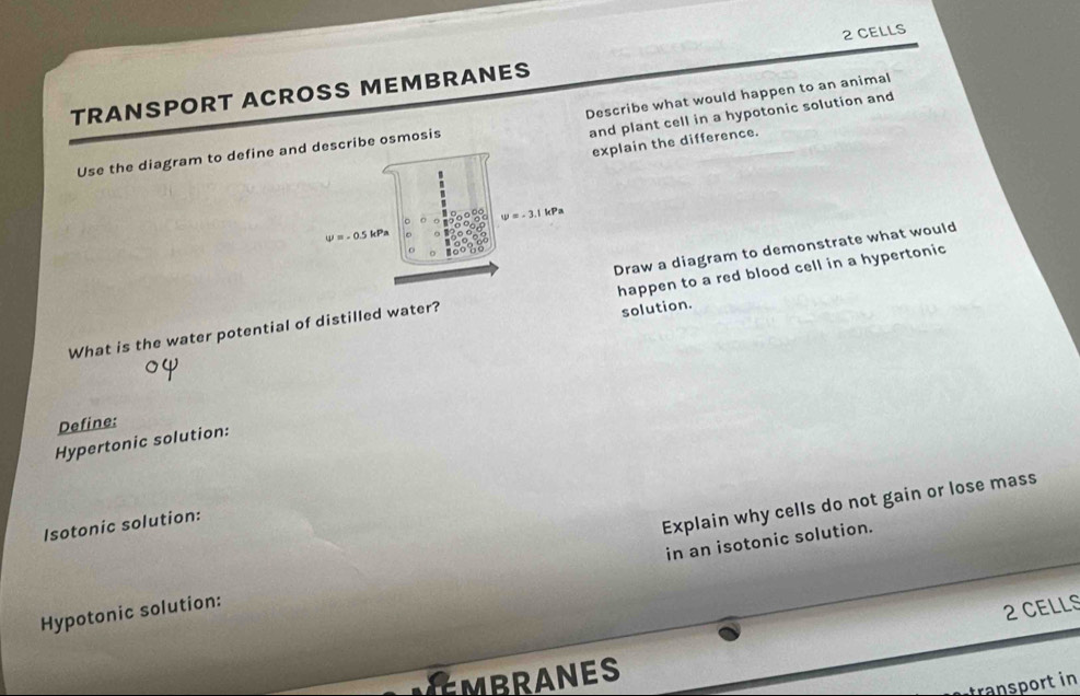 TRANSPORT ACROSS MEMBRANES 2 CELLS
and plant cell in a hypotonic solution and
Use the diagram to define andcribe osmosis Describe what would happen to an animal
explain the difference.
Draw a diagram to demonstrate what would
What is the water potential of distilled water? happen to a red blood cell in a hypertonic
solution.
Define:
Hypertonic solution:
Isotonic solution:
in an isotonic solution.
Hypotonic solution: Explain why cells do not gain or lose mass
2 CELLS
EMBRANES
a p   in